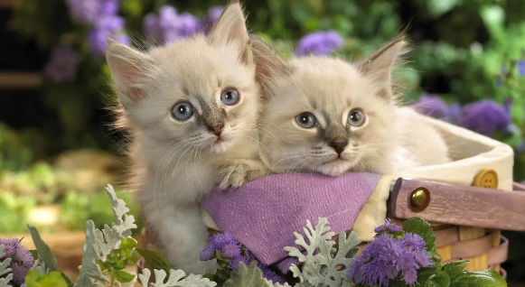 如何让家里的猫猫接纳新猫? 如何让家里的猫猫接纳新猫?