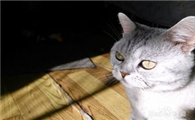 猫怎么判断健康？