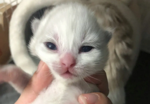 小猫睁眼需要多少天看见