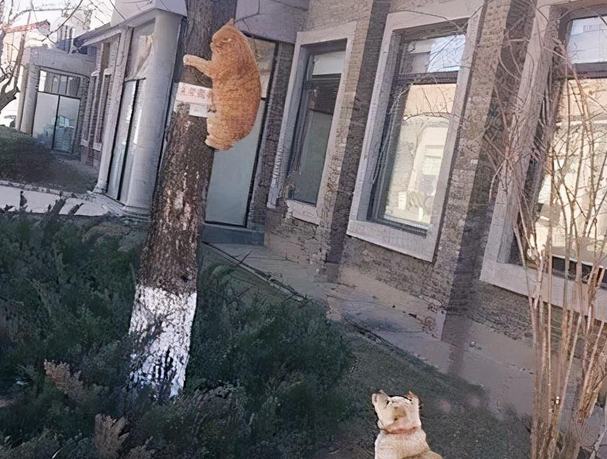 橘猫在树上瑟瑟发抖，瞧一眼树下明白：这都干不过吗