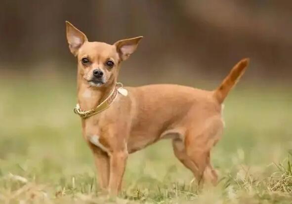 什么小型犬好养活不费钱