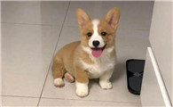 狗是怎么样得狂犬病的呢