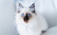 猫一岁没打针还用打吗？是否需要接种疫苗？