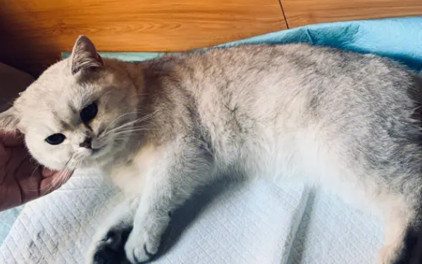 猫咪做完绝育手术后的注意事项