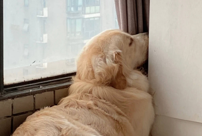 狗狗为什么喜欢躲角落