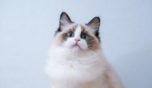 布偶猫可以和主人一起睡吗？