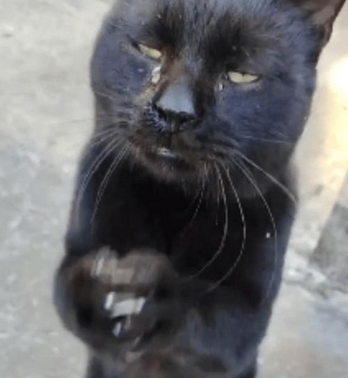 流浪黑猫逢人就作揖,看上去让人十分心疼 流浪黑猫逢人就作揖,看上去让人十分心疼