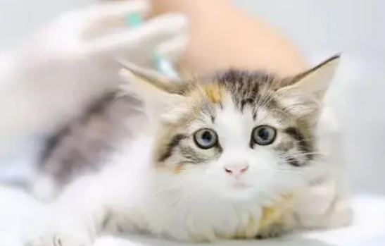 猫什么时候可以打疫苗？