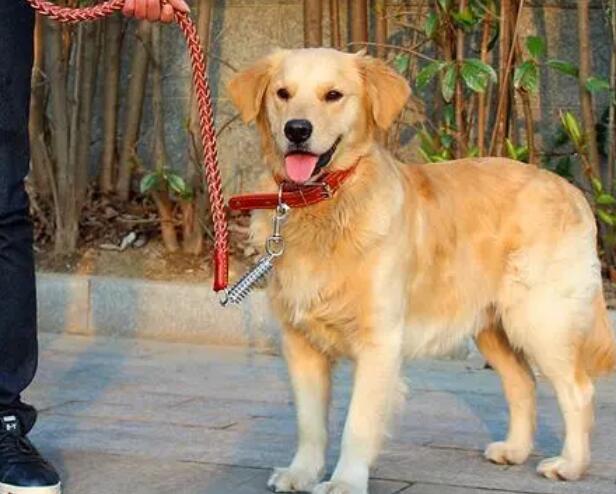 金毛日常生活训练: 如何正确使用犬绳 金毛日常生活训练: 如何正确使用犬绳
