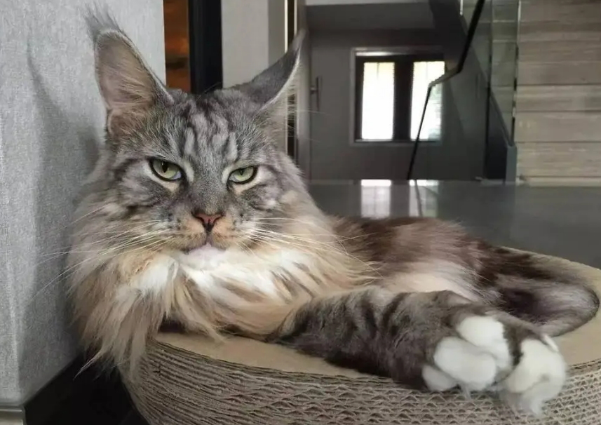 800买了一只缅因猫串值吗