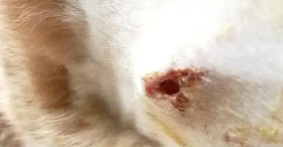 猫受伤了用什么药消炎 猫受伤了用什么药消炎