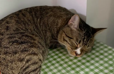 猫死了硬了还能救活么,猫死了硬了救活的可能性 猫死了硬了还能救活么,猫死了硬了救活的可能性