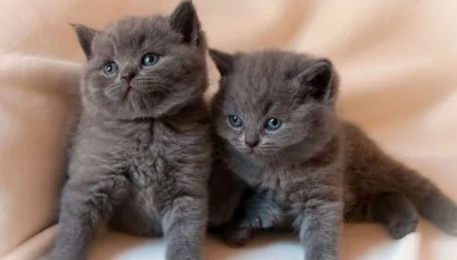 猫口腔溃疡怎么处理?这里有答案! 猫口腔溃疡怎么处理?这里有答案!