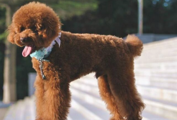 贵宾犬的各种疾病简易处理方法有哪些?来了解下吧 贵宾犬的各种疾病简易处理方法有哪些?来了解下吧