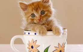 怎么阻止猫咪破坏窗帘和抽纸？方法有哪些？