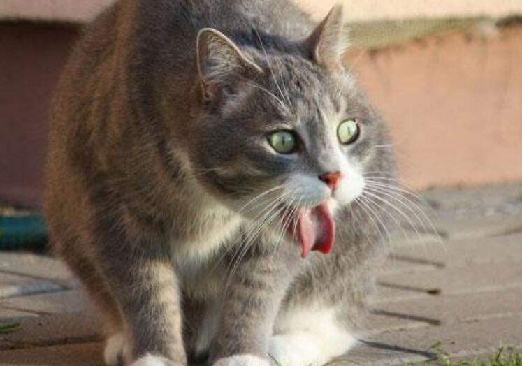 为什么我的猫闻起来好臭？有可能是生病了
