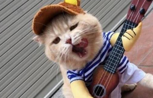猫咪成为街头摇滚歌手，气场十足，主人都看呆了！