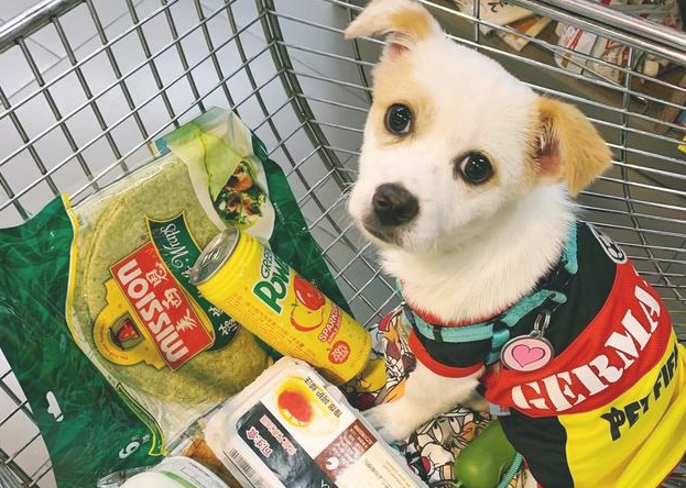 养狗必备的10种“用品”，许多宠主都没买齐，你少买来哪样？