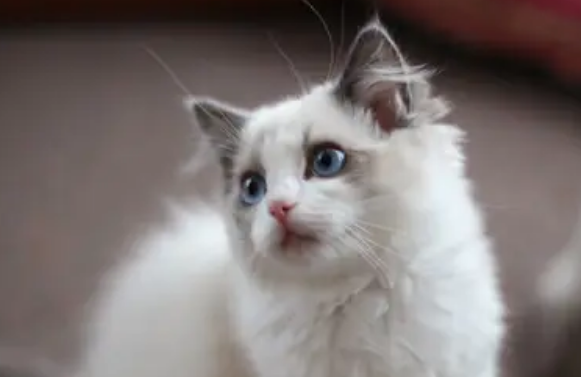 怎样纠正宠物猫咪挑食的坏毛病？猫会挑食怎么纠正？