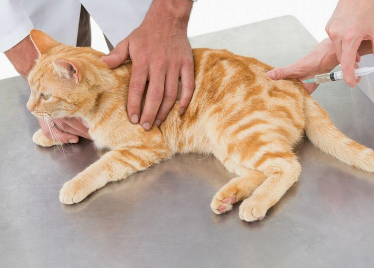 猫传腹是惊吓引起的吗