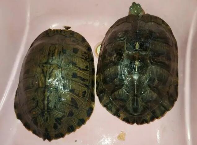 格兰德和巴西区别图片 格兰德和巴西区别图片