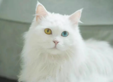 为什么不能买临清狮子猫