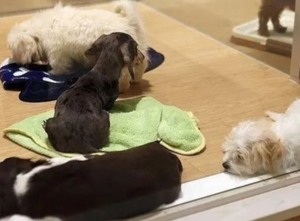 寄养宠物多少钱一个月