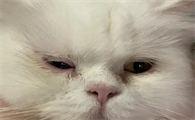 猫咪有一只眼睛有点睁不开该怎么办？