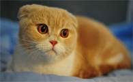 绝育母猫的分辨图