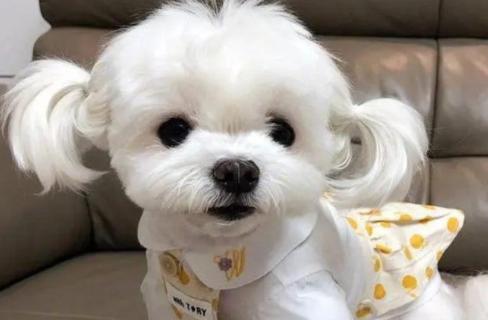 马尔济斯犬太难养了