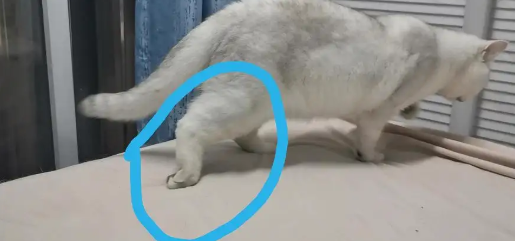 为什么猫咪后腿不能拉起来
