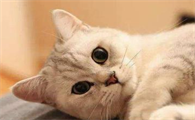 为什么越养猫运气越差