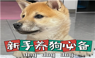 新手养狗基础知识
