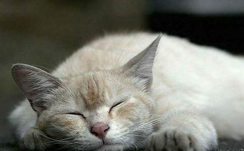 猫咪吐黄水是什么情况？猫咪吐黄水的原因及治疗！