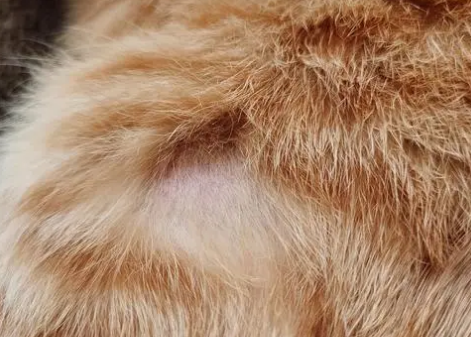 猫过敏性皮肤炎是为什么？