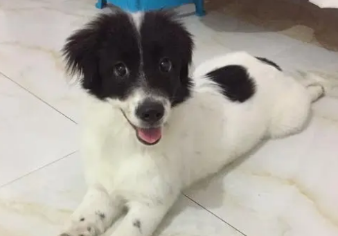 边牧和田园犬杂交后代图片