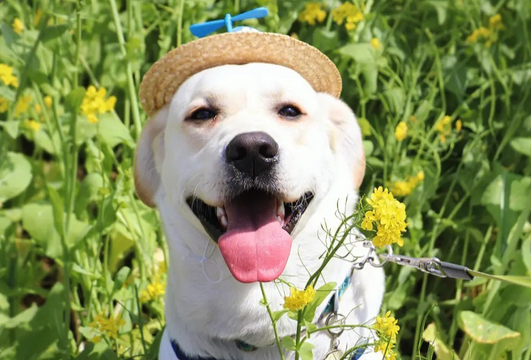 你们听说过治愈犬吗?想了解的来看看! 你们听说过治愈犬吗?想了解的来看看!
