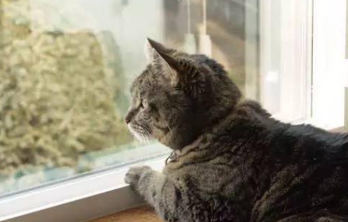 猫咪站窗台发呆是什么原因