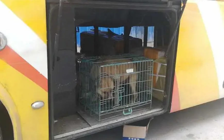 客车托运宠物怎么查询
