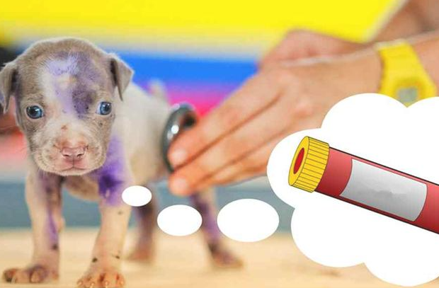 家犬血型不匹配就不可以输血?并不是这样,狗狗:我就是全能血 家犬血型不匹配就不可以输血?并不是这样,狗狗:我就是全能血