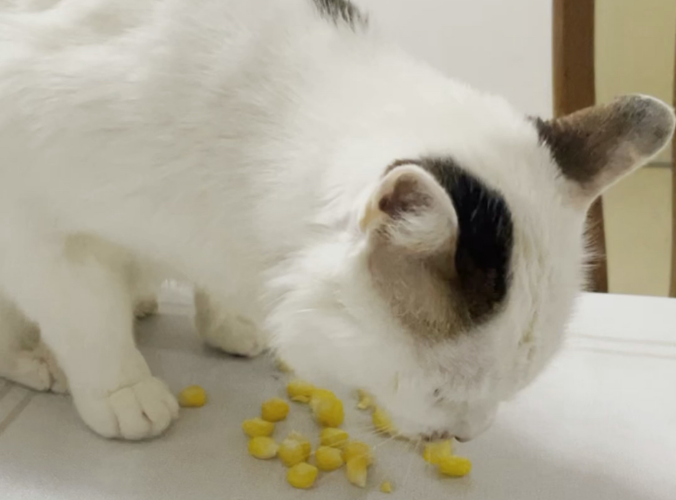 猫咪能吃玉米粒吗 猫咪能吃玉米粒吗