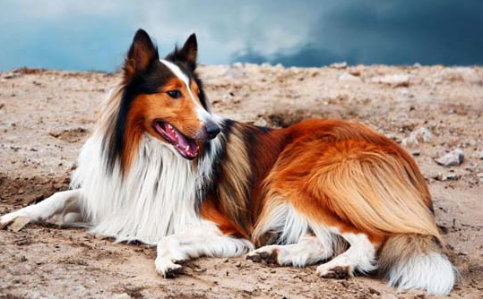 养比特犬会坐牢吗