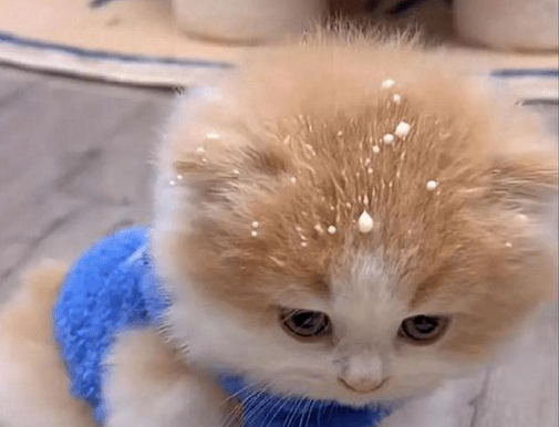 大猫喝奶的时候，溅起的水花淋到了小猫头上