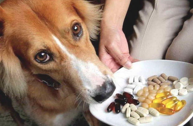 狗狗得病喂药为什么说只有用强?只需取出零食,诱使法简易更合理 狗狗得病喂药为什么说只有用强?只需取出零食,诱使法简易更合理