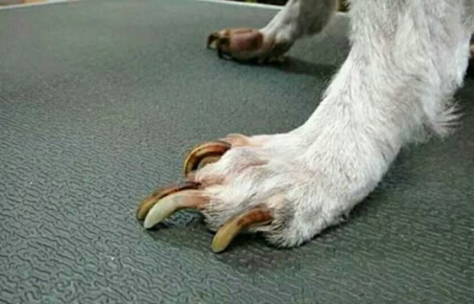 狗狗为什么有狼指甲呢