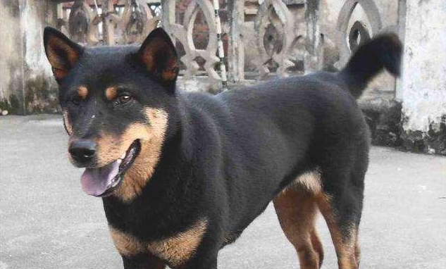 中华田园犬很差吗!这7个优势有是多少宠物狗能比得过 中华田园犬很差吗!这7个优势有是多少宠物狗能比得过