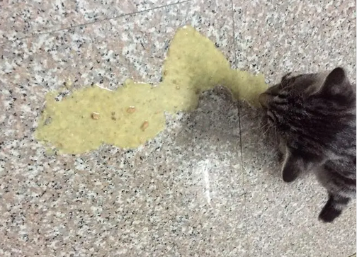 猫咪常见呕吐问题全攻略 猫咪常见呕吐问题全攻略