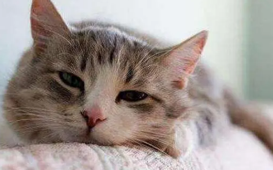 猫咪感染杯状病毒怎么治疗？