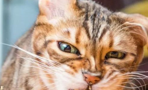 猫吃完猫薄荷后的原来这么搞笑.....