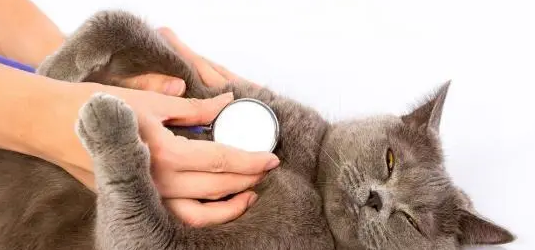 猫咪呼吸急促肚子起伏很快速是怎么了